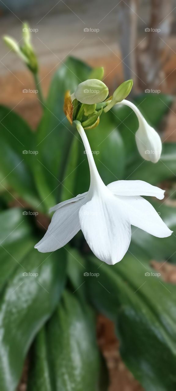 hyacinth flower