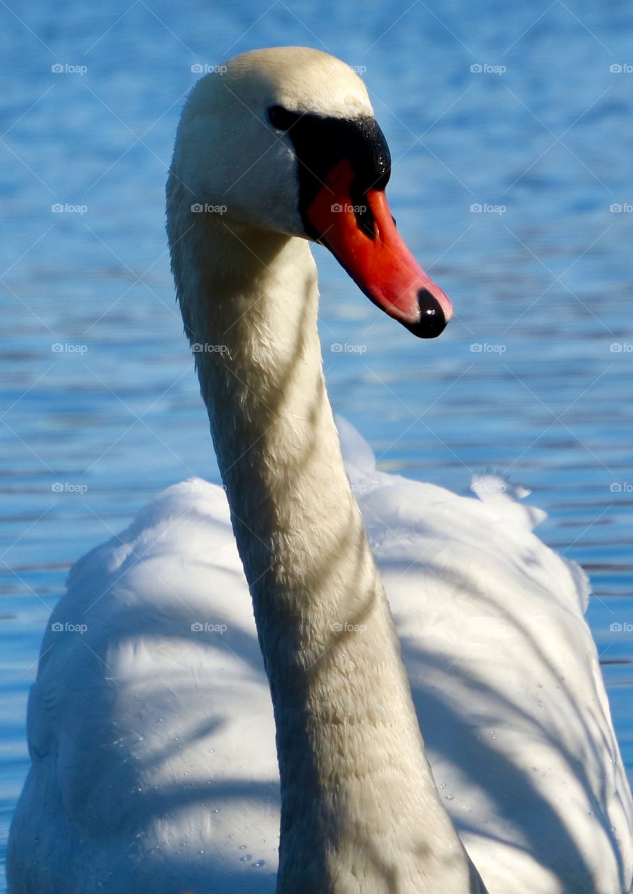 Swan