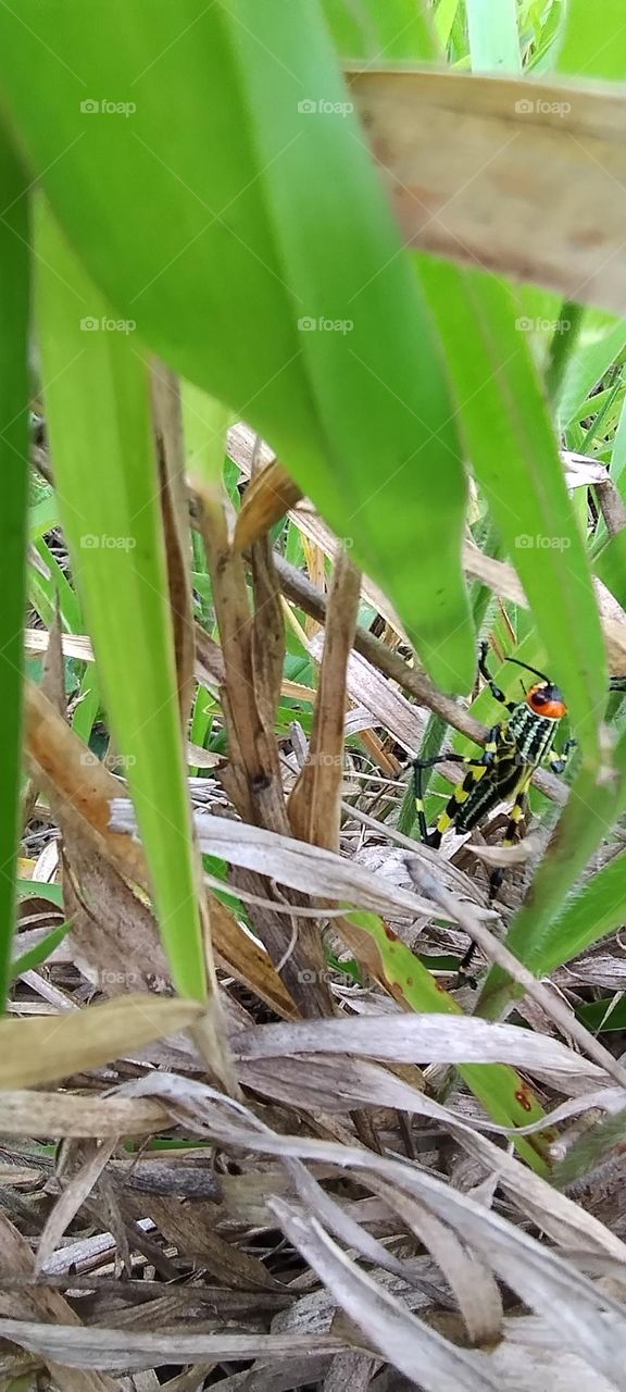 black and yellow grasshopper