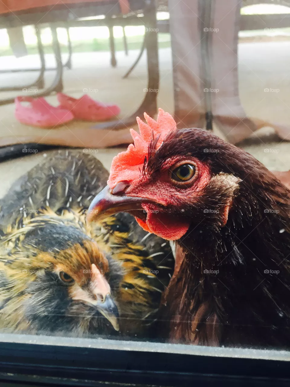 Chickens