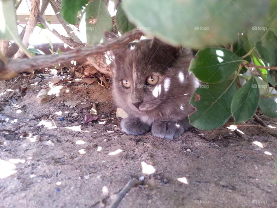 kitty hiding. kitty hiding under a bush