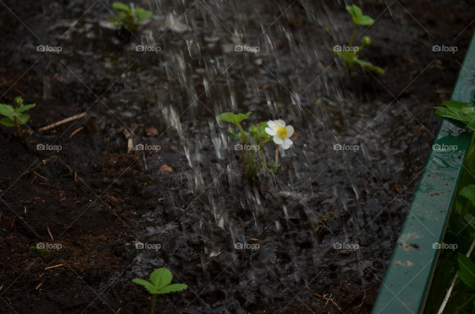 Watering plants