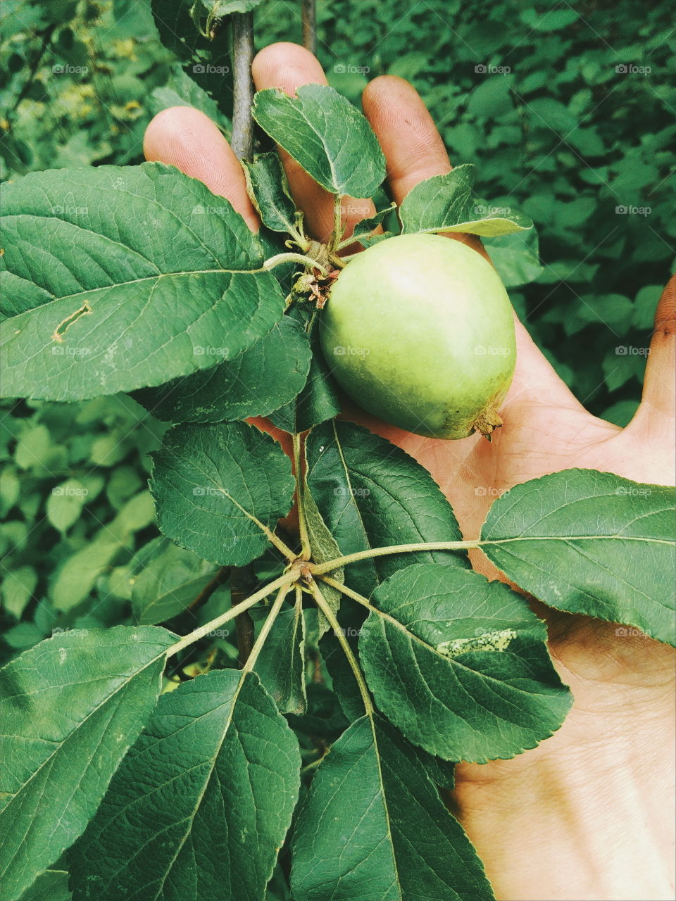 A real green apple on a tree, although not perfect, but very tasty