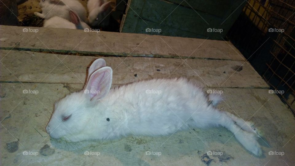 a beautiful rabbit