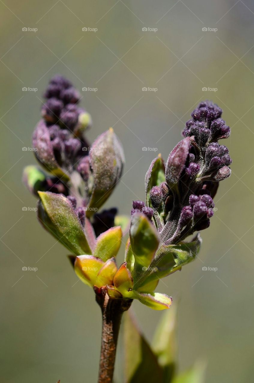 Early spring flowers