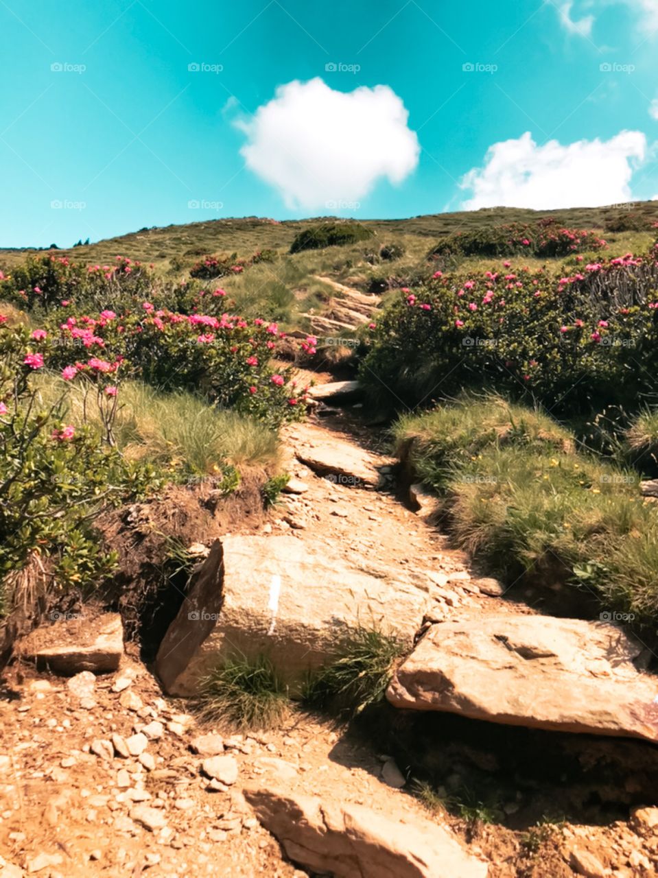 small path to the top of the mountain , with many stones and flowers , nature always beautiful 