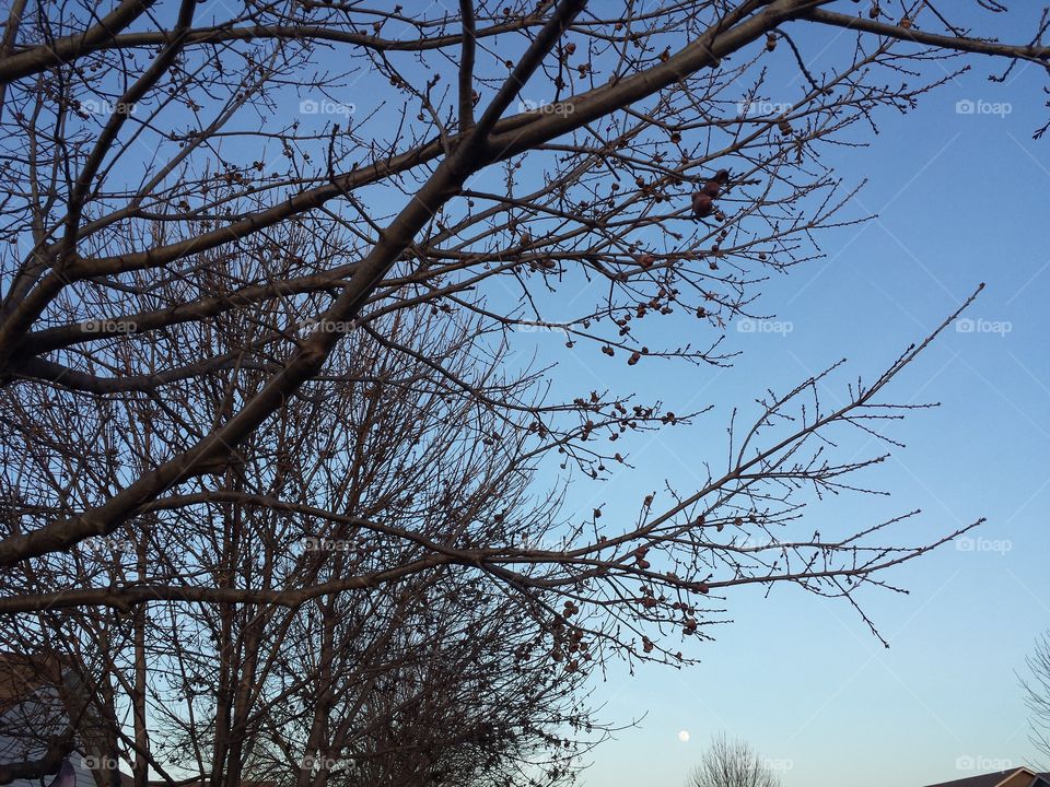 Tree vs Moon