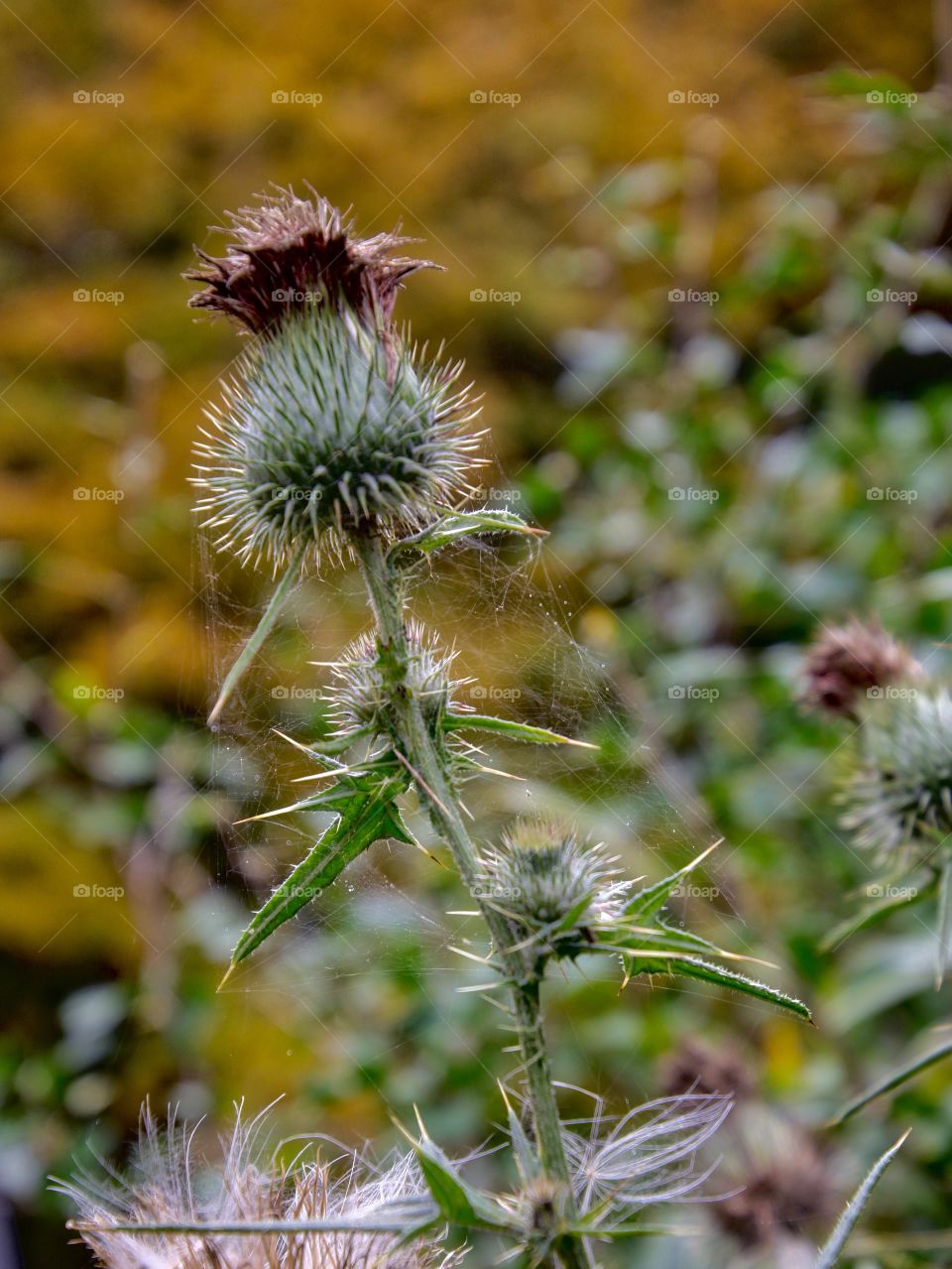 Thorny web
