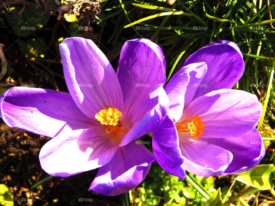 Spring crocus