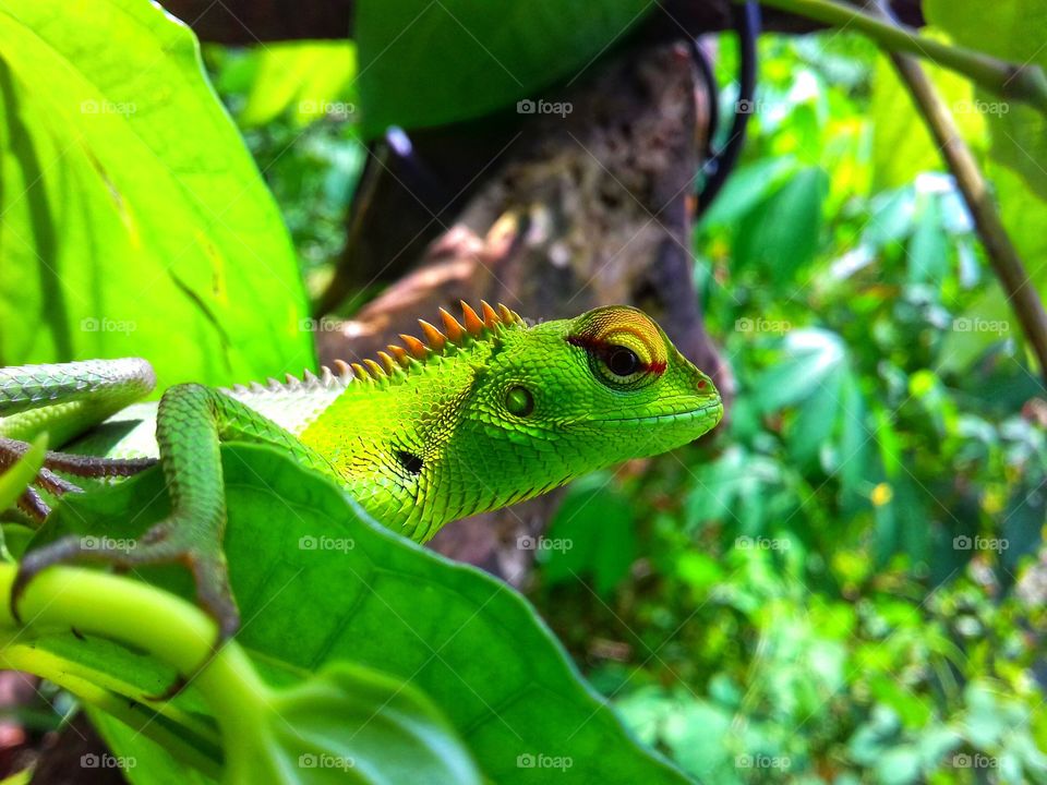 green lizard with rainbow eyebrow