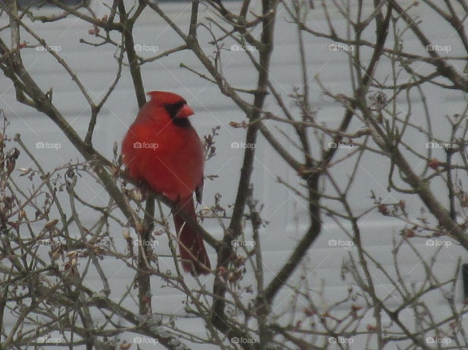 winter cardinal