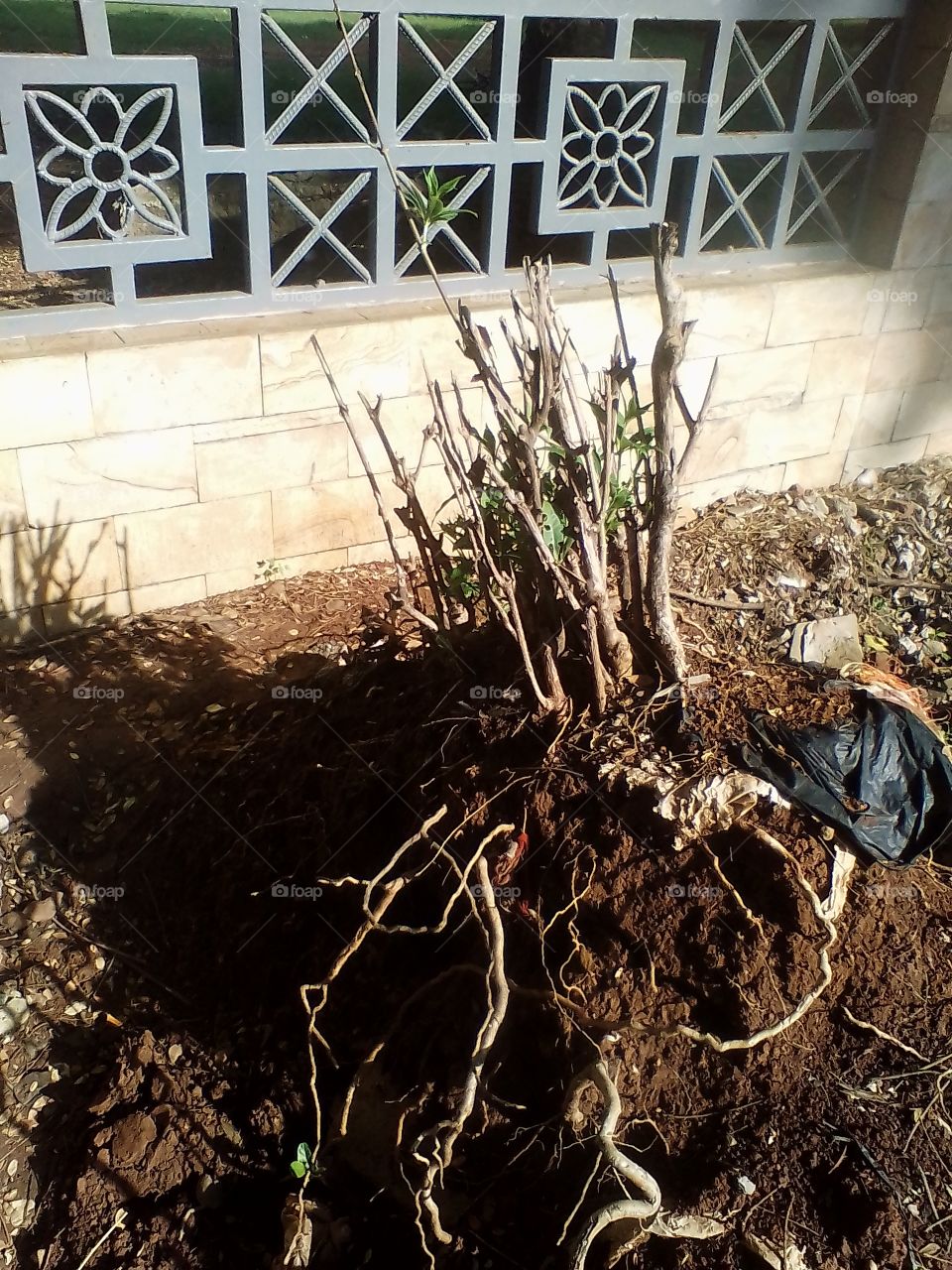 This plant can still sprout again even though the roots have been uprooted from the ground