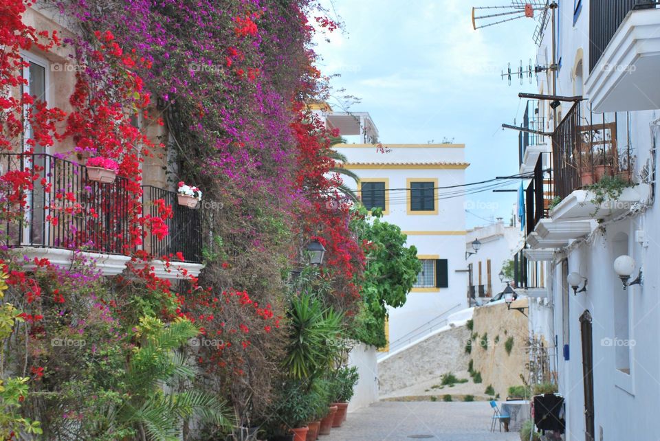 Hermosa calle ibicenca compuesta por dos partes: La izquierda, con fachadas repletas de plantas y flores, mientras que la derecha las presenta en blanco, su color típico.