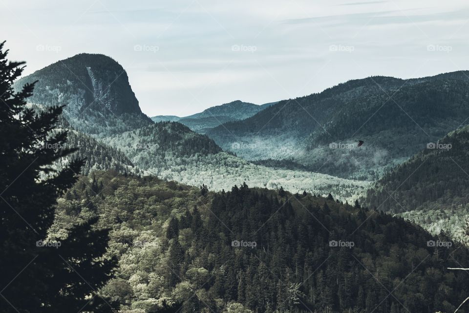 Trees on mountains at foggy morning