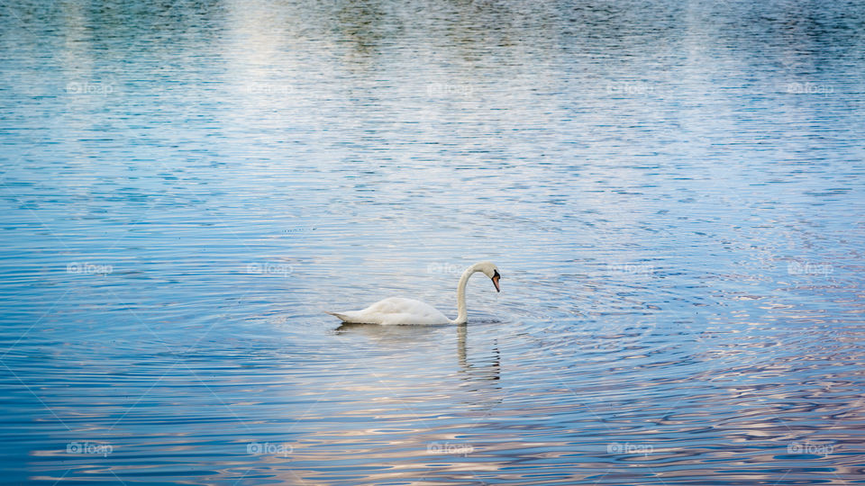 A swan after bathing in the water of a large man made pond in Framingham, MA. 