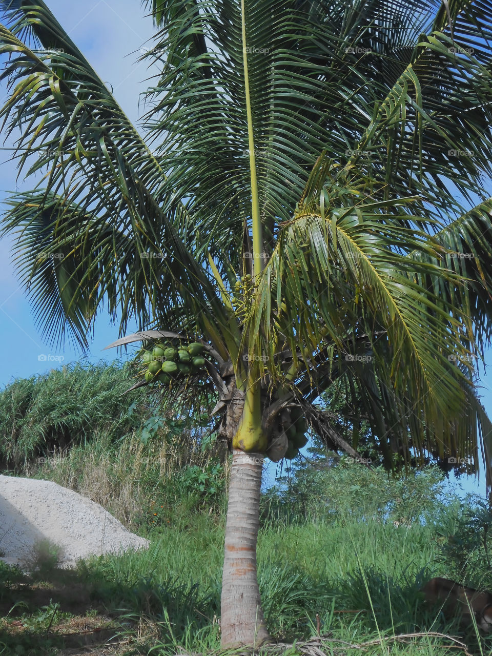 Short Coconut Tree