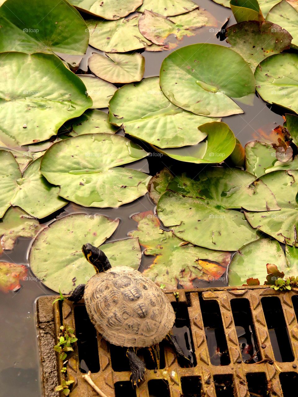 turtle and water lily