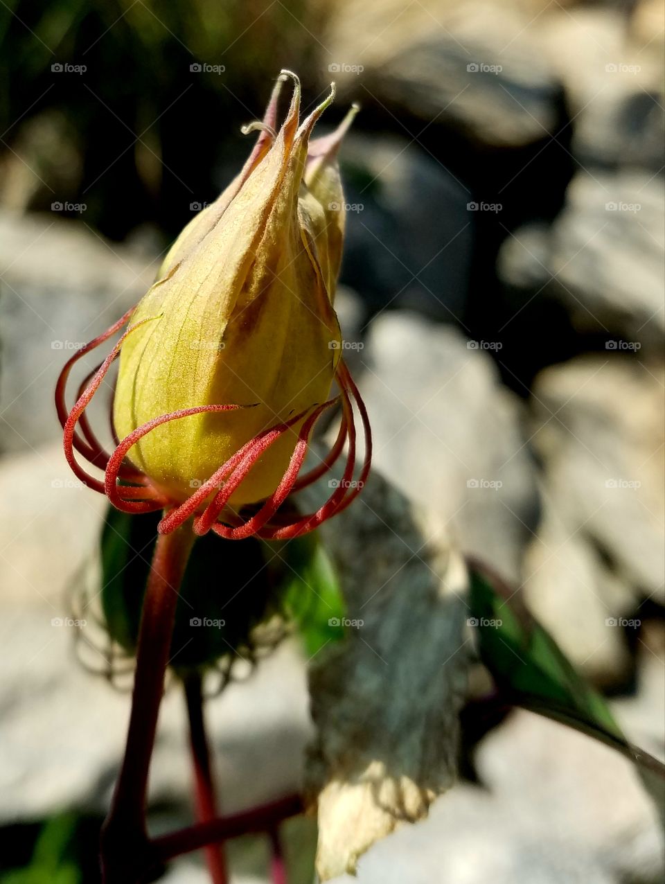 hibiscus bud