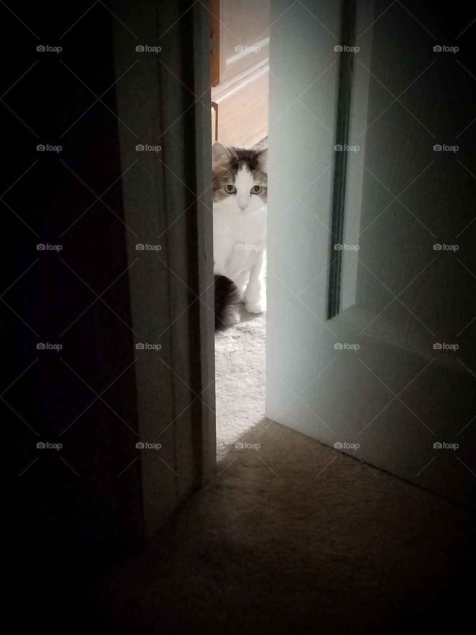 peeking kitty cat