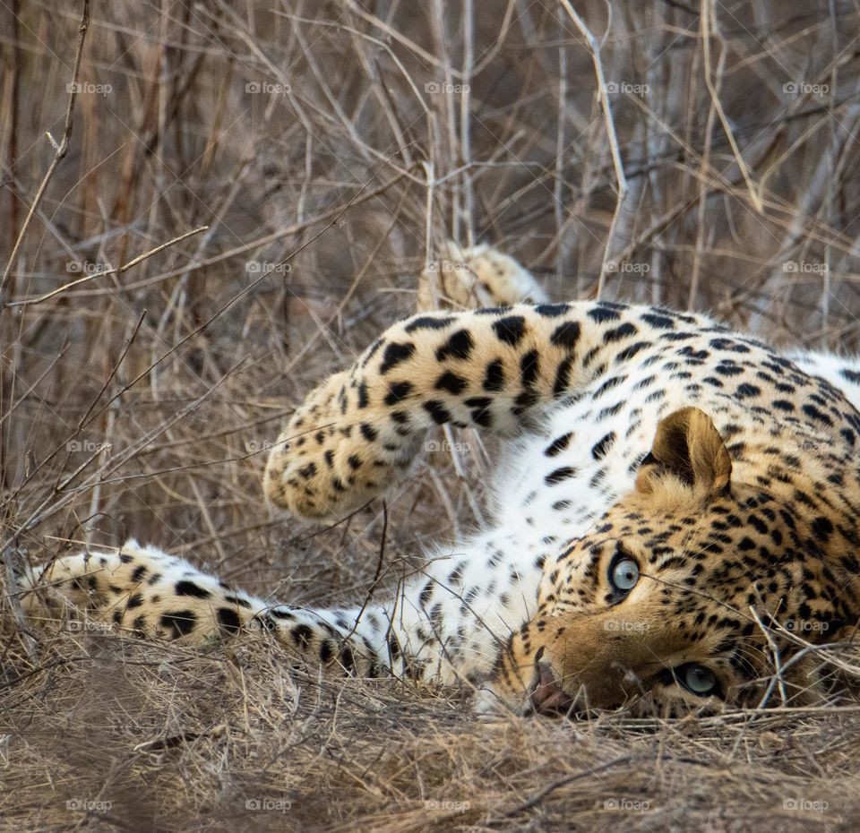 Simba 
Forest Leopard With Blue Eyes