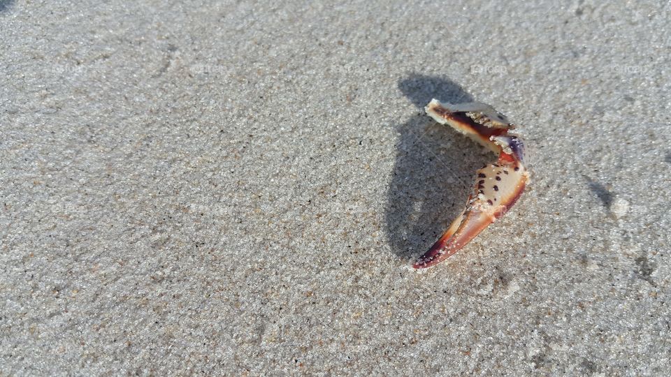 Sandy Claw