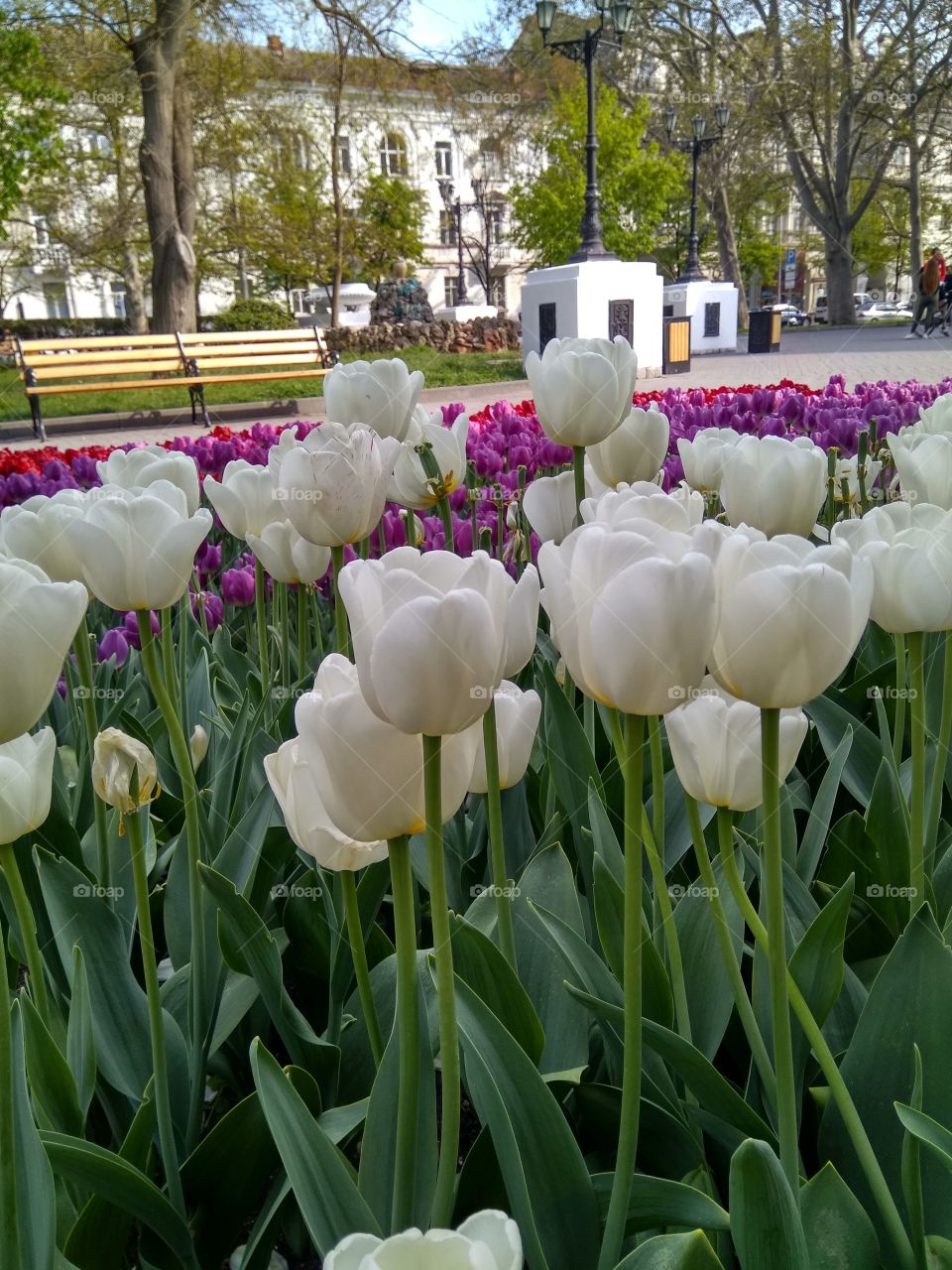 Разноцветные тюльпаны в городе. Красота. Отдых.
Multicolored tulips in the city. Beauty. Recreation.
