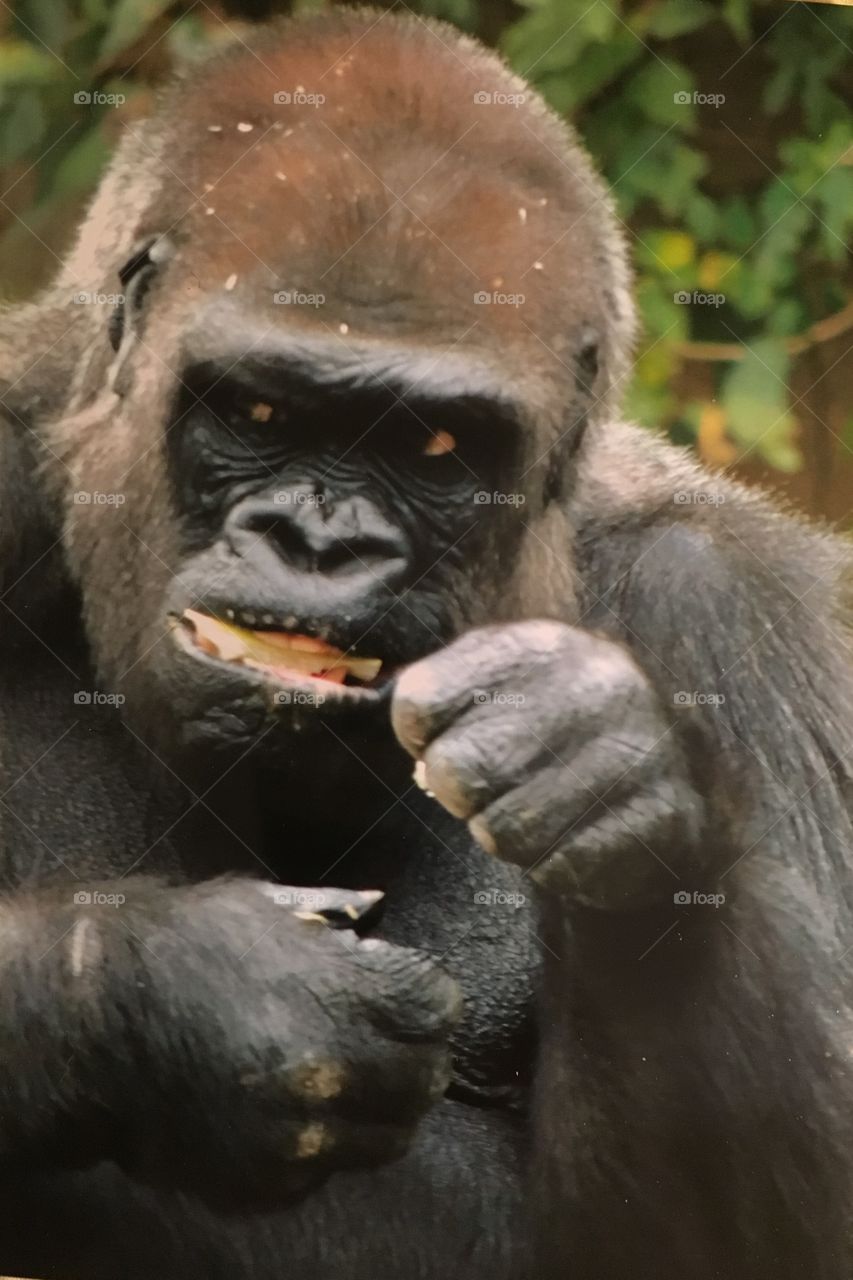 Gorilla snacking