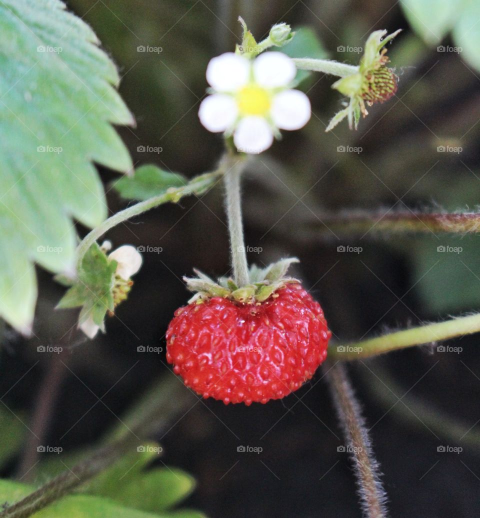 Close-up of strawberry on tree branch