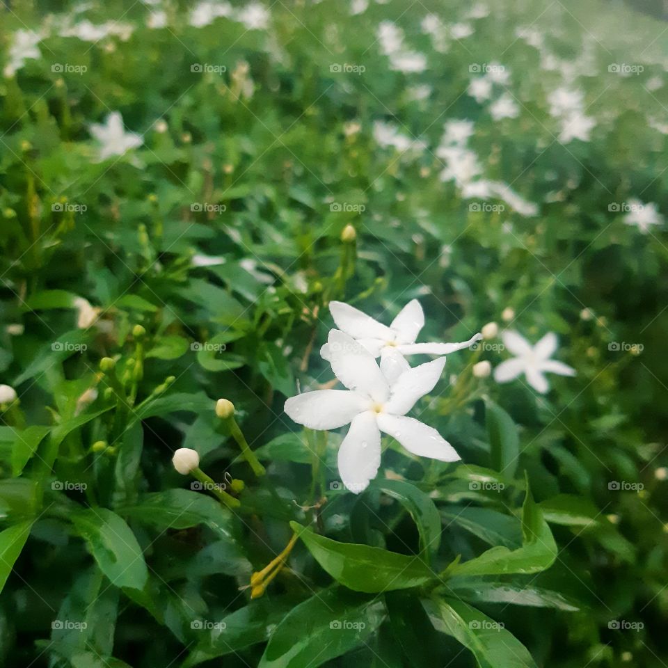 white flower