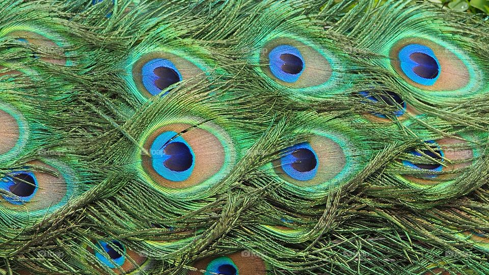 Peacock