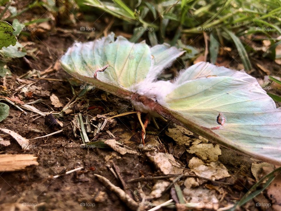 Luna moth near the end of its journey