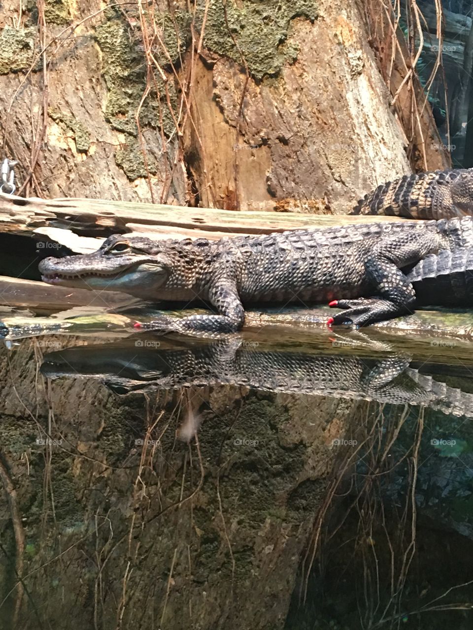 An alligator with rubber nails on at the Tennessee Aquarium. He’s in one of the exhibits there. 