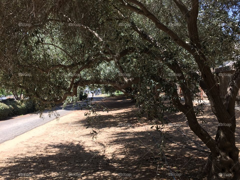 Olive trees in Fresno