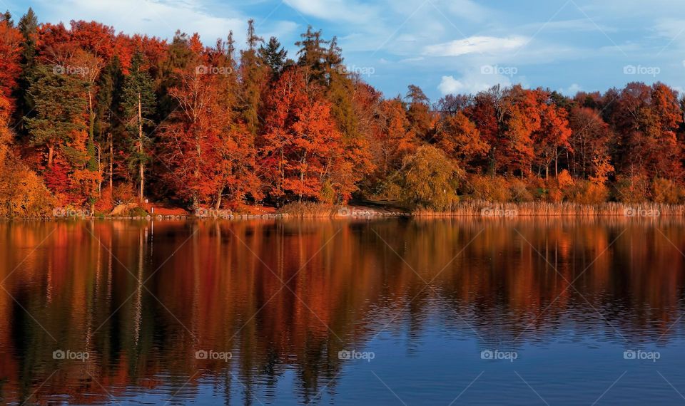Beautiful maple forest and lake scenery