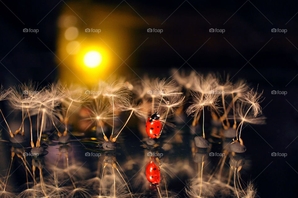 ladybug in the dandelion forest