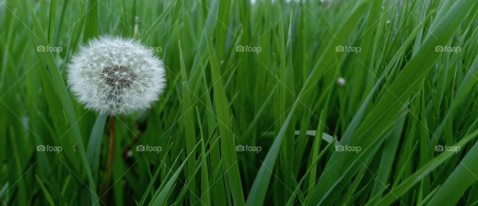 dandelion