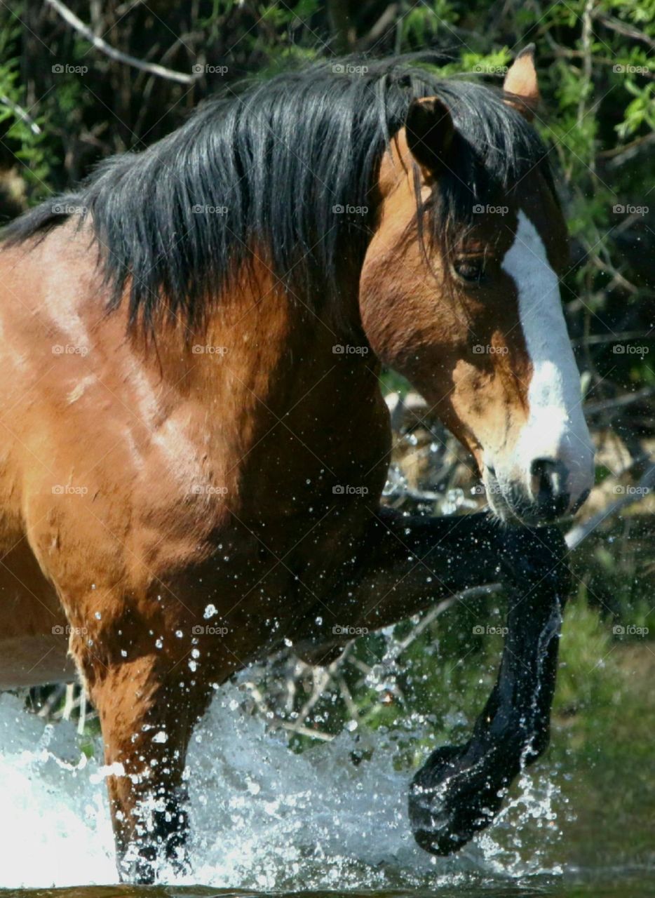 Wild Stallion Stomping in River