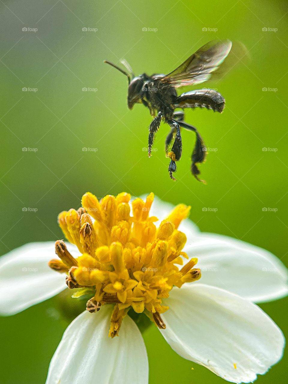 A bee flying over the flower to find some honey