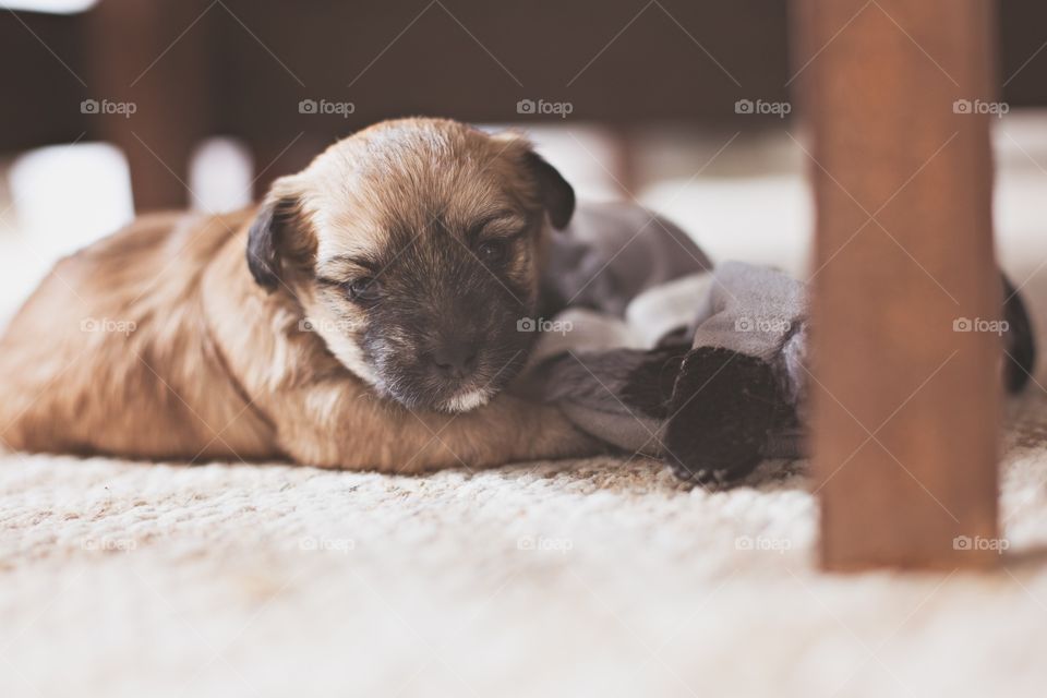 Puppy playing 