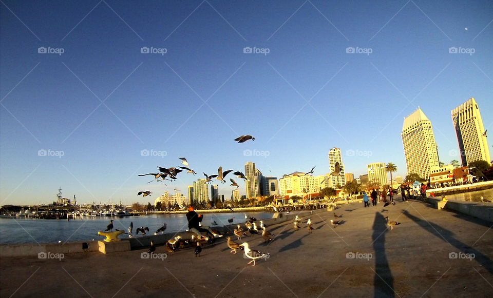 photo story, Man sitting at the sea port while feeding the pidgeons in a city view