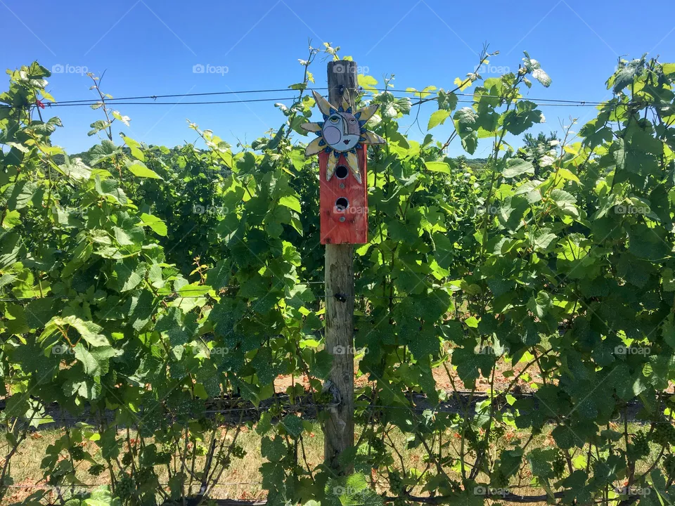 Colorful birdhouse in the grapevines