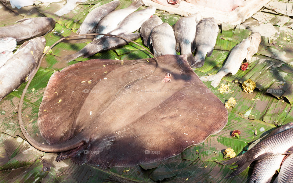A unknown large oval shaped candy for display in fish market. Sea fish display on a fish market retail sales counter in the street of kolkata india.