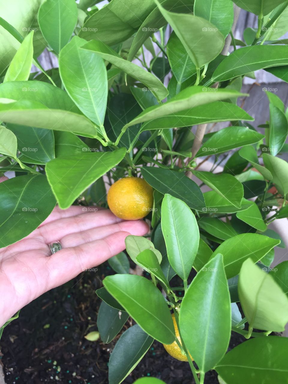 Caring for oranges