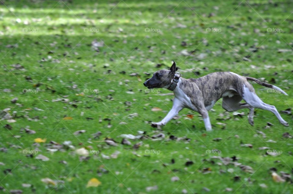 Grass, Mammal, Dog, Animal, Cute