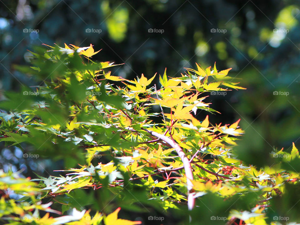 The late afternoon summer sun shines on my deck & produces dappled light on the light green leaves and coral stems of my coral Japanese maple providing beautiful contrast. 