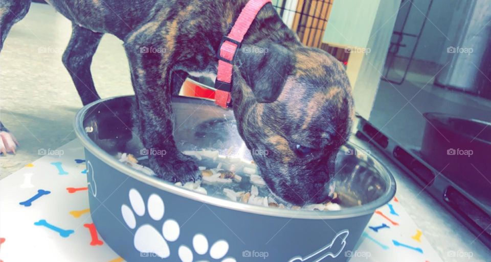 This is our new Staffordshire Bull Terrier called Stella. Stella is now just over 9 weeks old and we have now had Stella 1 week today (18/12/21). She’s the cutest little pupster going! Of course I’m biased! 🥰