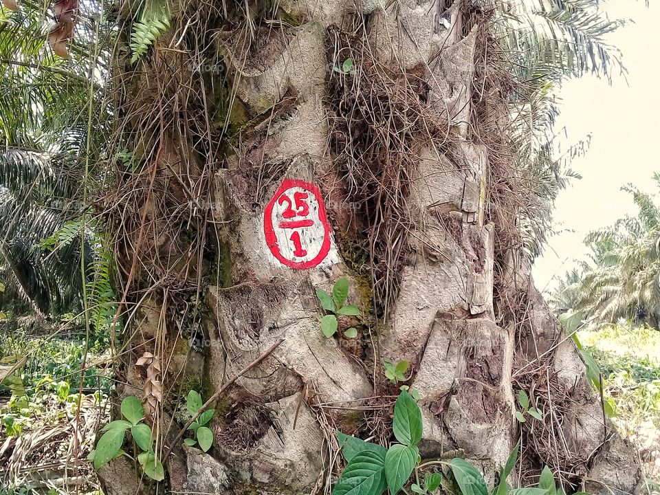 Excample of production census liner numbsers