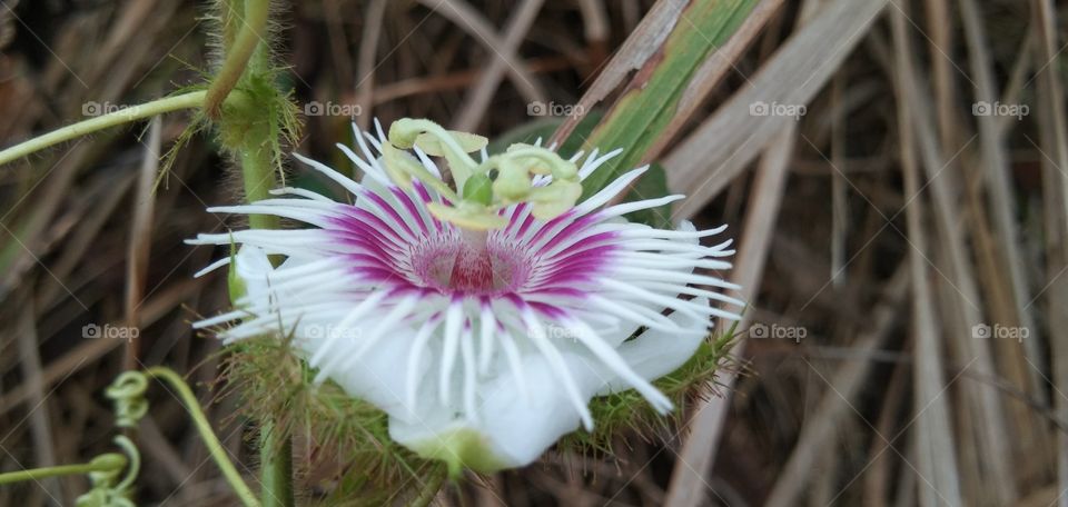Passiflora foetida. Beautiful flower plants Rambusa, mini passion fruit or ermot; a kind of small fruit, which when ripe orange / yellow is covered by an enlarged flower petal and tastes sweet. This fruit is also known by various regions.