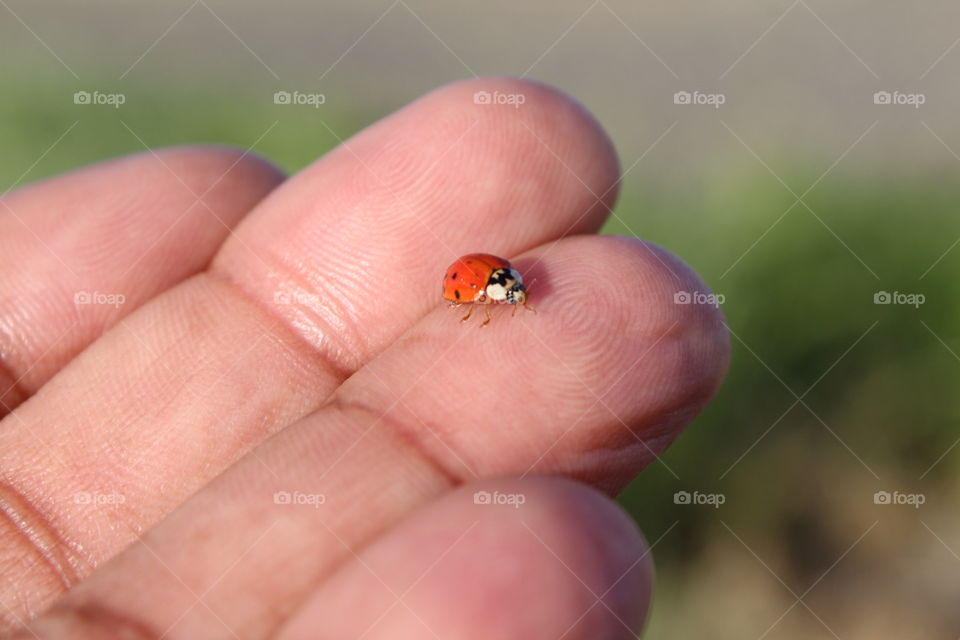 ladybug