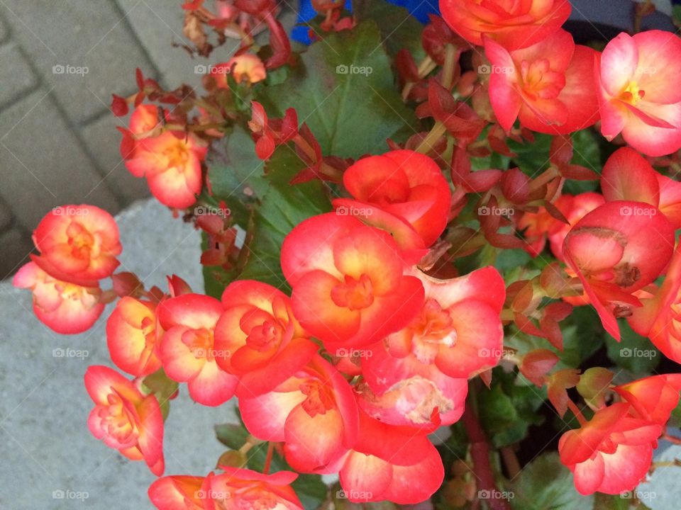 Begonias 
